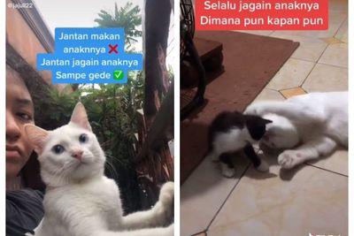 Kata Siapa Kucing Jantan Suka Makan Anaknya Sendiri? Coba Lihat Si Winter