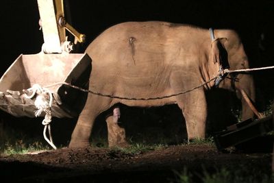FOTO: Translokasi Gajah Liar di Aceh
