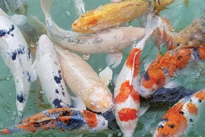 Penting, Begini Tips Rawat Kolam untuk yang Hobi Pelihara Ikan Hias