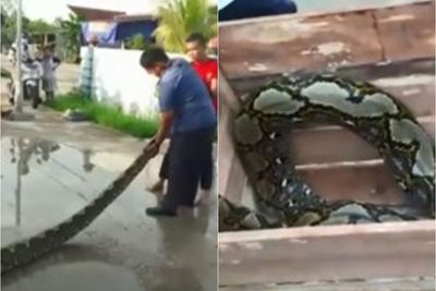 Geger, Ular Piton Besar 7 Meter di Tembilahan, Ditangkap Petugas, Begini Nasibnya