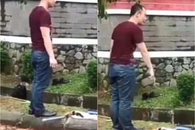 Felix si Pembunuh Kucing Merasa Membunuh dengan Cara yang Layak, Kini Diselidiki Polisi