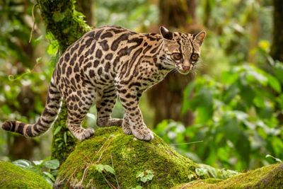 Perkenalkan Ini Margay, Kucing Hutan Langka dengan Motif Bulu Unik