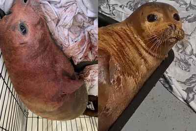 Anjing Laut yang Sering Menghibur Pejalan Kaki Ini Mati Usai Terluka Parah Digigit Anjing