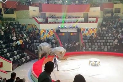 Dua Gajah Berkelahi di Sirkus Rusia, Penonton Panik dan Meninggalkan Tempat