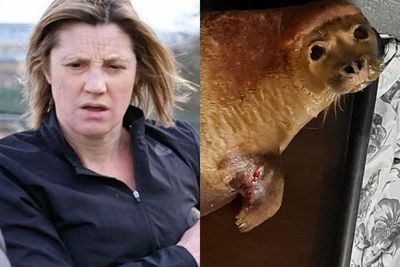 Pemilik Anjing Buas yang Menggigit Anjing Laut di Pantai hingga Mati Rupanya Pengacara Top