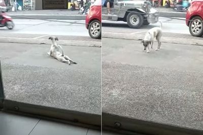 Pintar, Anjing Ini Pura-pura Cacat Untuk Mencari Perhatian Orang di Jalan