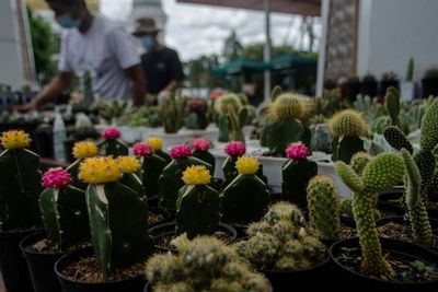 FOTO: Bazar Kaktus Hias di Bandung