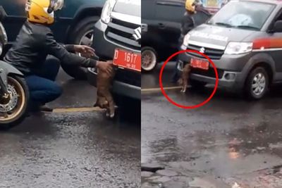 Viral Video Seorang Bapak Baik Hati Bantu Seekor Kucing yang Keselip di Mobil Ambulan