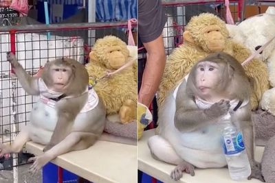 Lucu! Monyet Ini Memiliki Berat Badan 20 Kg Akibat Konsumsi Makanan Cepat Saji