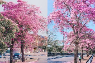 Potret Kota Kecil Disebut Jepang Mini Setelah Pohon Sakura Mekar di Pinggir Jalan