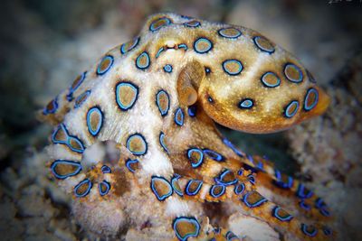 Fakta Menarik Gurita Cincin Biru, Cantik Tapi Beracun
