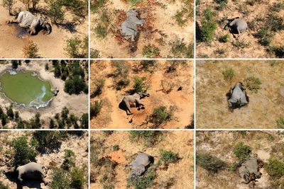 Puluhan Gajah Mati Secara Misterius di Botswana Diduga Menelan Mikroorganisme Beracun