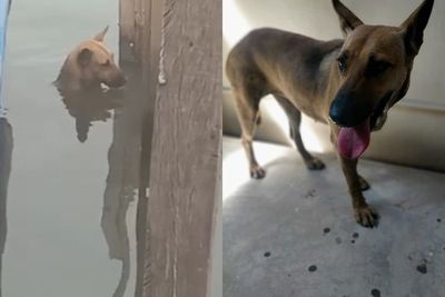 Terlalu Takut dengan Manusia, Anjing Ini Terpaksa Sembunyi di Air untuk Bertahan Hidup