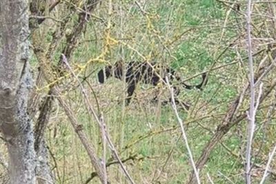 Sosok Kucing Hitam Misterius Tertangkap Kamera Berkeliaran di Ladang, Larinya Cepat