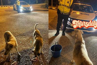 Wanita yang Baik Hati Ini Selalu Beri Makan Anjing Liar, Patut Dicontoh!