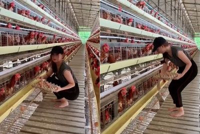 Viral, Cewek Cantik Ini Tak Takut Kulit Rusak saat Mengurus Peternakan Ayamnya