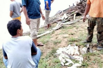 Ribuan Ikan Mabuk dan Mati di Sungai Batang Serangan Langkat, Air Sungai pun Berubah Warna