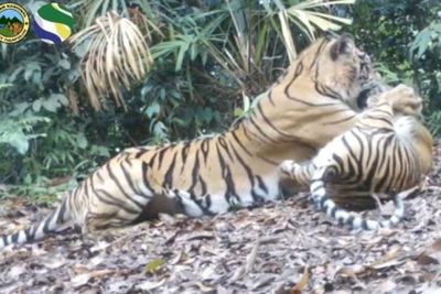 Kamera Trap TNBT Rekam Aktivitas Tiga Harimau Sumatra dalam Keadaan Sehat dan Baik