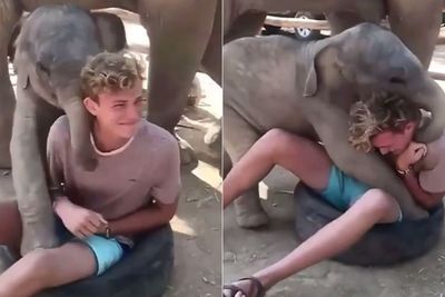 Menggemaskannya Aksi Anak Gajah yang Bermain dengan Manusia, Seperti Sahabat Lama