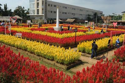 FOTO: Wisata Taman Bunga Celosia di Palembang