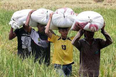 Menjelang Panen Raya, Bulog Prediksi Punya Stok 1,4 Juta Ton Beras hingga Mei