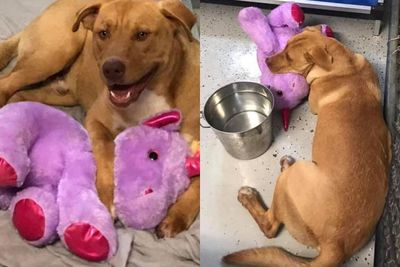 Anjing Liar Ini Terus Mencuri Boneka Unicorn Sampai Petugas Menghadiahkannya Boneka