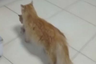 Mengharukan! Kucing Liar di Turki Ini Bawa Anaknya yang Sakit ke Rumah Sakit