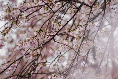 Pandemi Tak Surutkan Antusias Warga Tokyo Nikmati Mekarnya Bunga Sakura Musim Semi