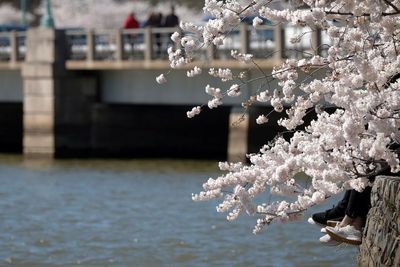 FOTO: Melihat Bunga Sakura di Tidal Basin