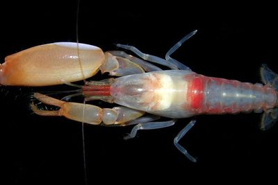 Udang Pistol, Kecil-kecil Tapi Suaranya Paling Berisik di Lautan