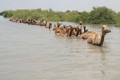 Unta Kharai, Penghuni Pesisir India yang Suka Berenang