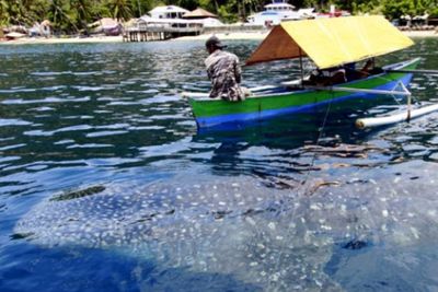 Mengenal Wisata Hiu Paus di Gorontalo
