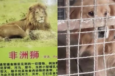 Anjing Ini Gantikan Singa Afrika di Kebun Binatang China, Bikin Pengunjung Bingung