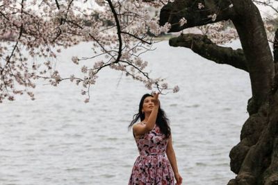 Bunga Sakura di Jepang Mekar Lebih Awal, Ini Penyebabnya