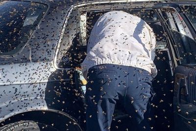 Bikin Geli, Ribuan Lebah Ini Kerumuni Sebuah Mobil di Pusat Perbelajaan!