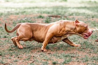 Nenek Usia 80 Ini Tewas Diserang 2 Anjing Pitbull Milik Tetangga