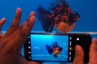 FOTO: Pameran Bali Goldfish United di Denpasar