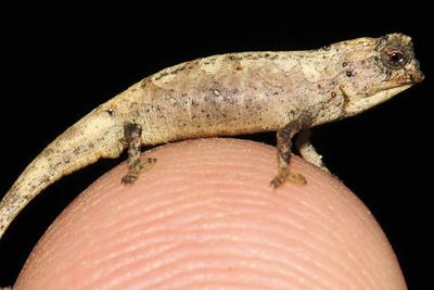 Bunglon Madagaskar, Reptil Jantan Terkecil Sedunia, Terancam Punah Pula
