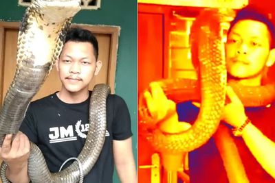Greget! Pria Ini Dengan Santainya Elus-elus Ular King Kobra, Netizen Ngeri Sendiri