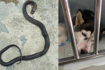 Aksi Heroik Anjing Rela Mati Demi Menyelamatkan Keluarga Pemilik dari Serangan Ular Kobra