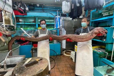 Penampakan Belut Raksasa Langka, Ditangkap Hanya Pakai Kail Pancing, Dikira Monster Laut