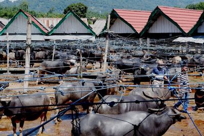 FOTO: Pasar Kerbau Toraja