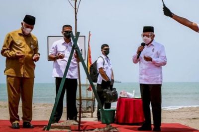 Wapres Tanam Pohon Pelindung Abrasi di Desa Taluak, Nama Pantai Berubah jadi Ma ruf Amin