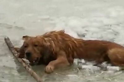 Terjatuh ke Danau, Anjing Ini Menolak Melepaskan Bola yang Dipegangnya saat Diselamatkan