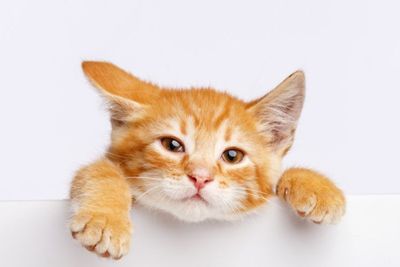 Bukan Cuma Manusia, Kucing pun Ada yang Kidal, Lho!