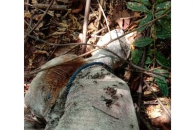 Sapi Milik Warga Langkat Mati di Perbatasan Desa Timbang Lawan dan Desa Sampe Raya