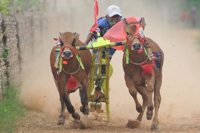 FOTO: Kejuaraan Karapan Sapi Se Madura