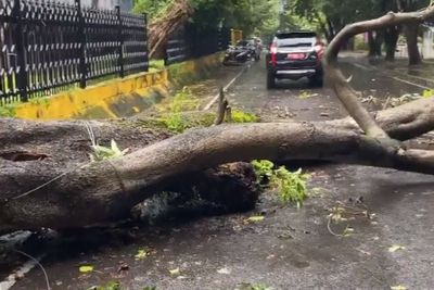 Palembang Diterjang Angin Berkecepatan Hampir 100 Km per Jam, Pohon Tumbang