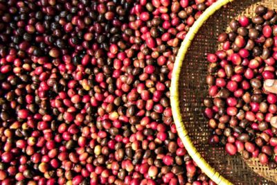 Sejak Covid-19, Volume Ekspor Kopi Sumut Fluktuasi, Tapi Harga Kopi Tunjukkan Tren Menguat