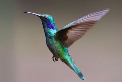 Studi Ini Ungkapkan Darah Burung MilikI Peran Penghangat di Musim Dingin!